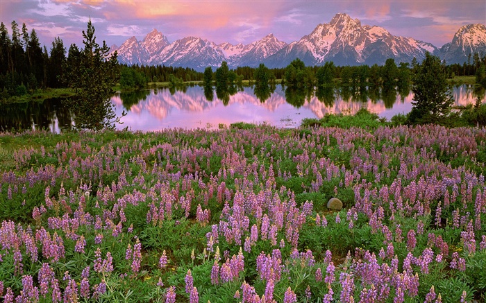 湖，山，粉紅色的風信子花 桌布 圖片