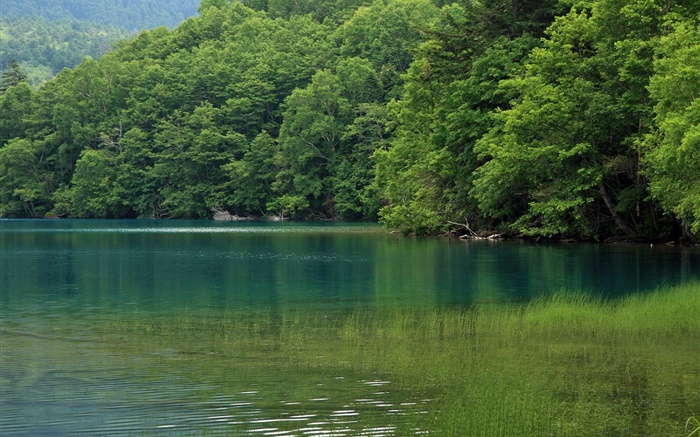 湖泊，樹木，水草，日本北海道 桌布 圖片