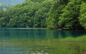 湖泊，樹木，水草，日本北海道 高清桌布