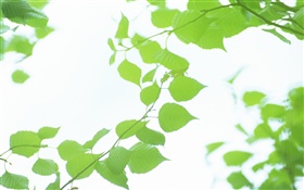 葉，綠色，背景虛化，夏天 高清桌布