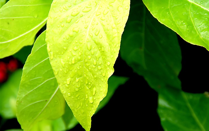 淺綠色的樹葉，水滴 桌布 圖片