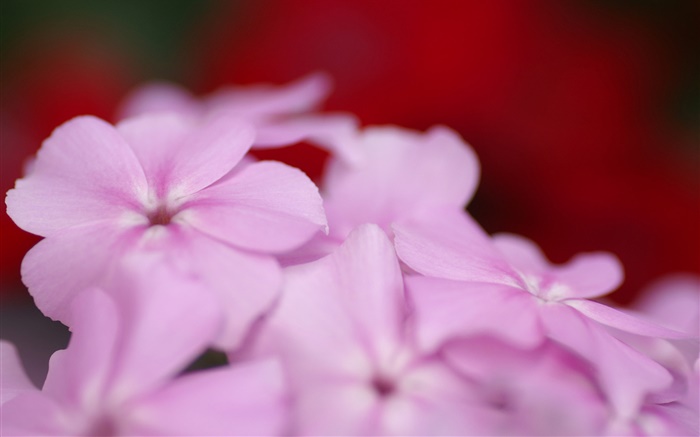 淺紫色的花朵花瓣 桌布 圖片
