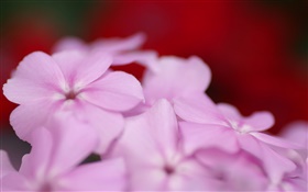 淺紫色的花朵花瓣 高清桌布