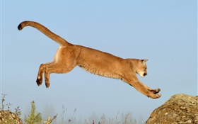 母獅跳躍 高清桌布