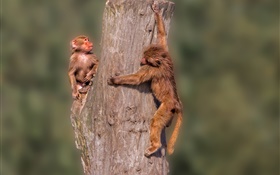 小猴子，樹樁