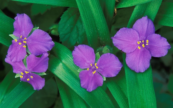 小紫色鮮花，三個或四個花瓣，綠葉 桌布 圖片