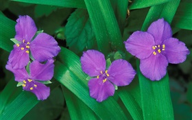 小紫色鮮花，三個或四個花瓣，綠葉