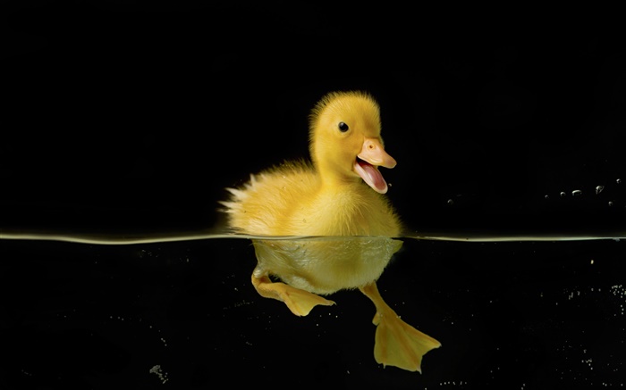 小黃鴨子在水中 桌布 圖片