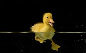 小黃鴨子在水中 高清桌布