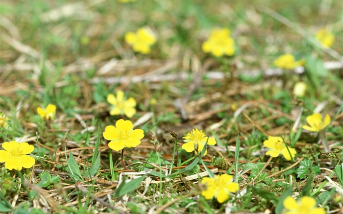 小黃的野花，地面，草 桌布 圖片