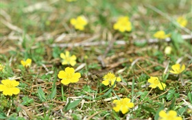 小黃的野花，地面，草