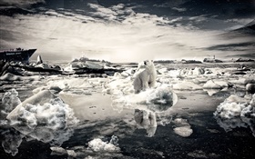 孤獨的熊，雪，海，創意圖片