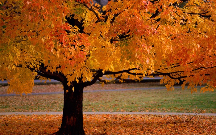 孤獨的樹，秋天，黃葉 桌布 圖片