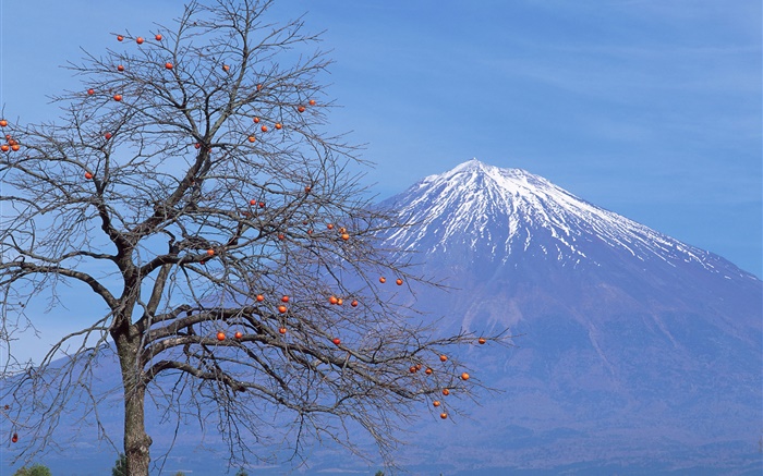 孤獨的樹，水果，富士山，日本 桌布 圖片