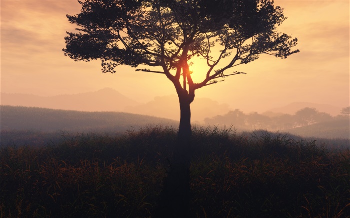 孤獨的樹，日出，草，黎明，霧 桌布 圖片