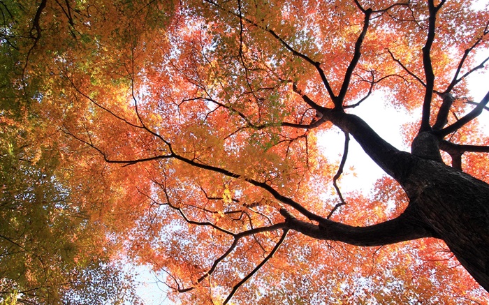 抬頭看看，楓樹，黃色和紅色的葉子，秋天 桌布 圖片