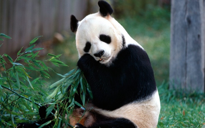 可愛的熊貓吃竹子 桌布 圖片