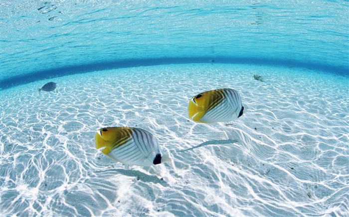 馬爾代夫，熱帶小丑魚，淺海區，海 桌布 圖片