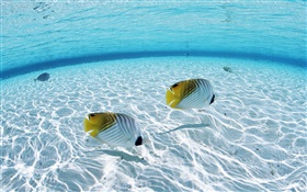 馬爾代夫，熱帶小丑魚，淺海區，海