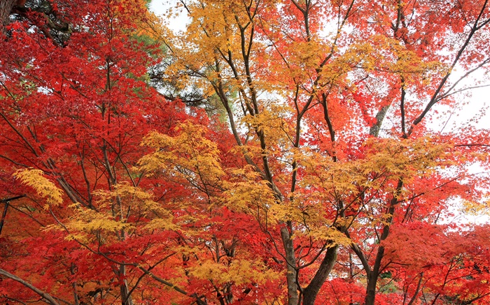 楓樹林，樹木，紅色的葉子，秋天 桌布 圖片