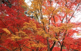 楓樹林，樹木，紅色的葉子，秋天 高清桌布
