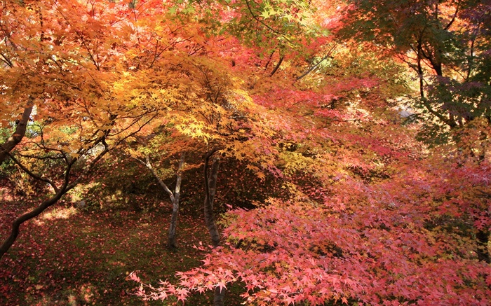 楓樹林，樹木，紅葉，秋 桌布 圖片