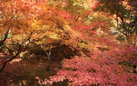 楓樹林，樹木，紅葉，秋 高清桌布