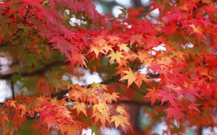 楓葉，紅色，秋天 桌布 圖片