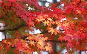 楓葉，紅色，秋天