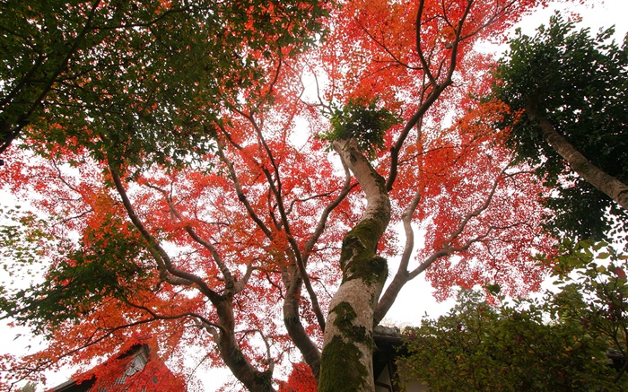 楓葉樹仰視，紅葉，秋天，房子 桌布 圖片