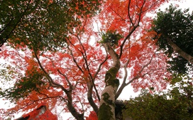 楓葉樹仰視，紅葉，秋天，房子 高清桌布