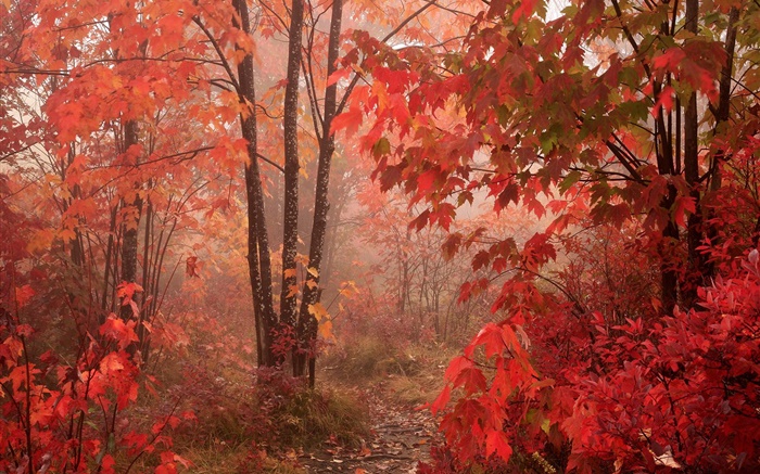 楓樹，森林，紅葉，秋 桌布 圖片