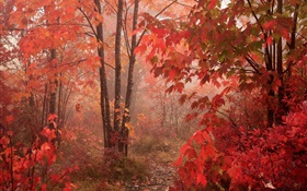 楓樹，森林，紅葉，秋
