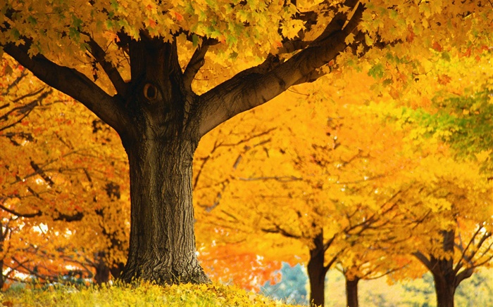 楓樹，黃色的葉子，地面，秋季 桌布 圖片