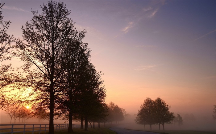 早晨，霧，樹木，道路，日出 桌布 圖片