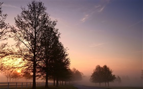 早晨，霧，樹木，道路，日出 高清桌布