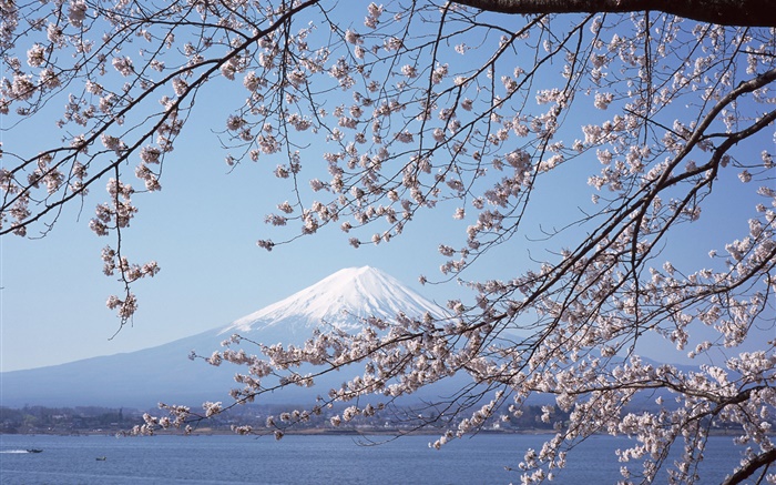 富士山，日本櫻花，海，船 桌布 圖片