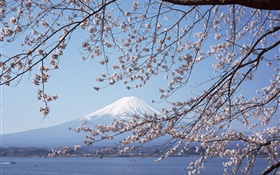 富士山，日本櫻花，海，船 高清桌布