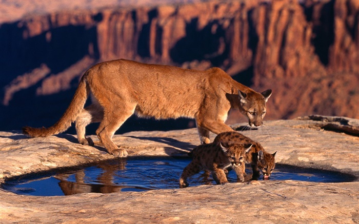 山獅，媽媽和幼崽 桌布 圖片