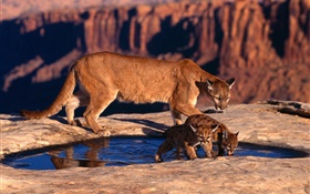 山獅，媽媽和幼崽 高清桌布