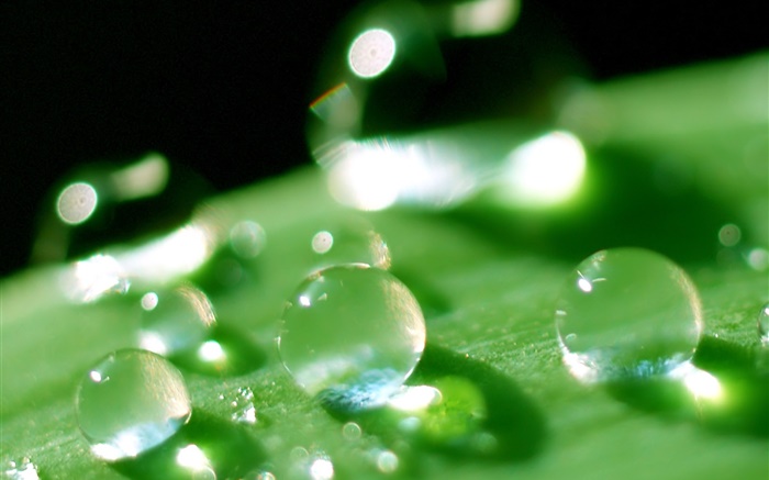 自然葉微距特寫，露水，綠色 桌布 圖片