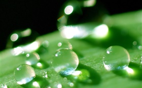 自然葉微距特寫，露水，綠色