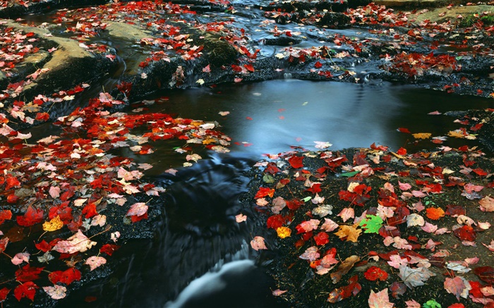 自然風光，紅葉，河，秋 桌布 圖片