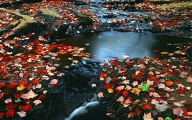 自然風光，紅葉，河，秋