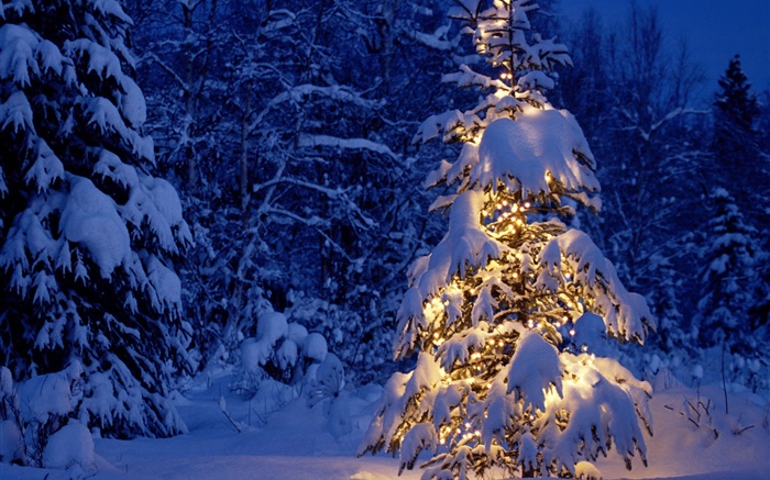 晚上，樹木，燈光，厚厚的積雪，聖誕 桌布 圖片