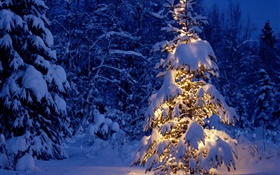 晚上，樹木，燈光，厚厚的積雪，聖誕 高清桌布