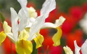 蘭花特寫，白黃色花瓣 高清桌布
