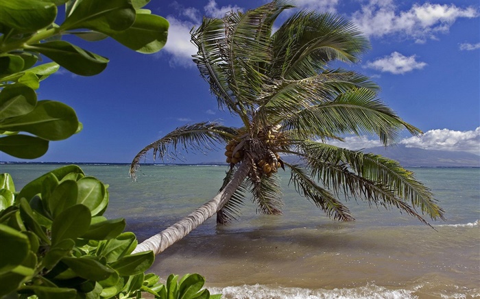 棕櫚樹，海，水，夏威夷，美國 桌布 圖片
