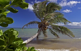 棕櫚樹，海，水，夏威夷，美國 高清桌布