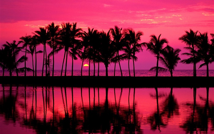 棕櫚樹，素描，紅色的天空，夕陽，海 桌布 圖片